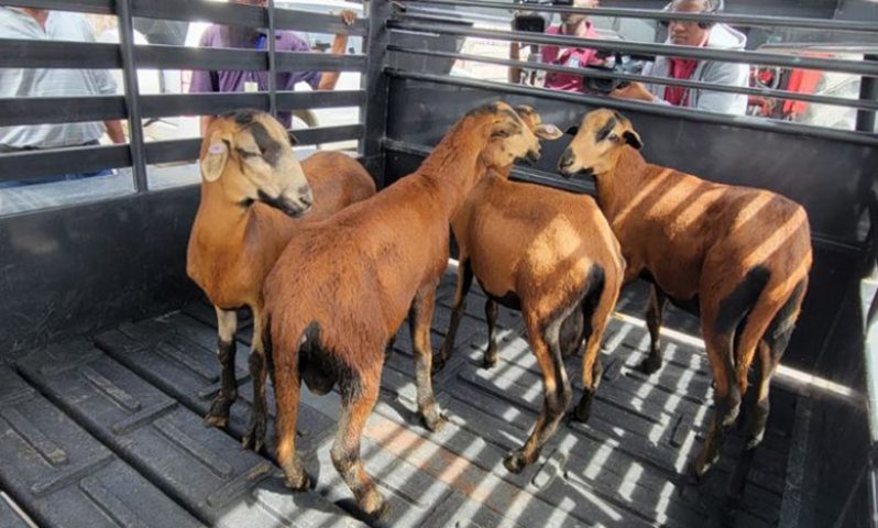 The first flock of Black Belly Sheep received by Guyana back in March