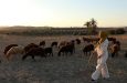 Herding sheep in Tunisia