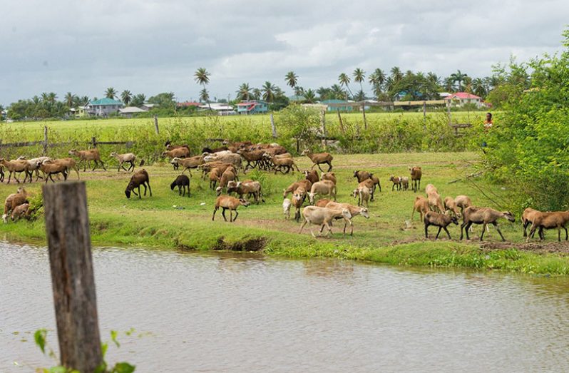 Another set of sheep owned my  Odiri Pollard