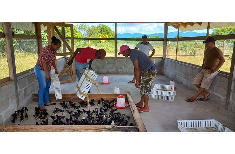 A Shulinab Youth Group receives Black Giant chicks to expand the HESAD project.