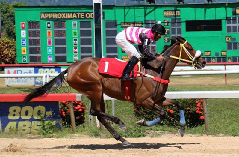 Newly imported Trinidadian horse Soca Harmony will debut in Guyana on Easter Sunday