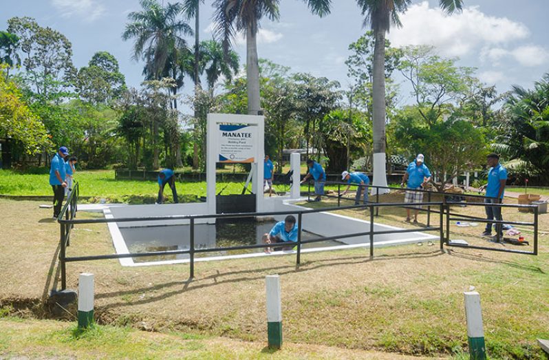 Staffers of Sol Guyana pitching in to ‘fix up’ the manatee pond at the zoo (Delano Williams photo)