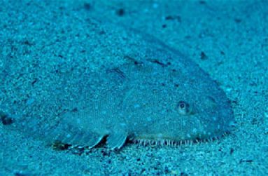 Sole-fish