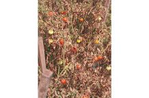 Some hot peppers grown
