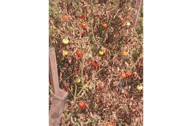 Some hot peppers grown