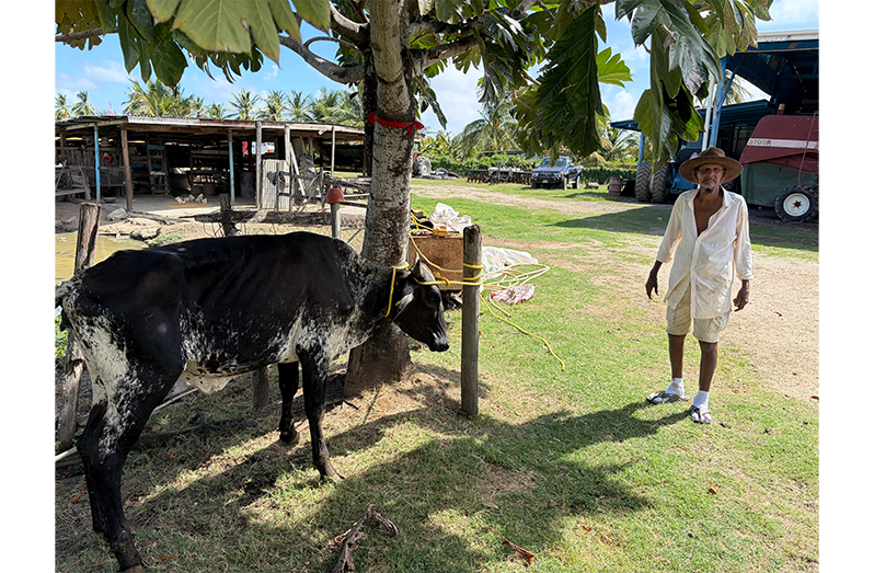 Mahadeo Persaud Sookram and his gift cow, a Girolando, received from GLDA
