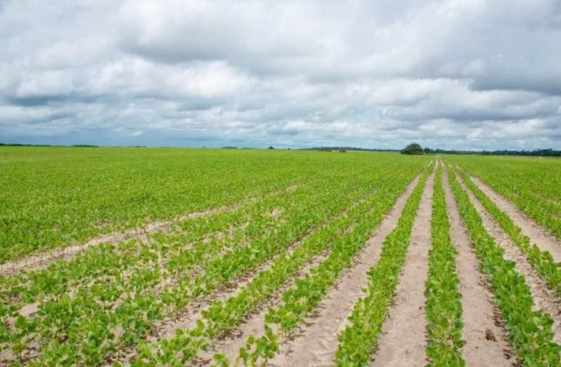 Corn and Soya bean farming in the Tacama area