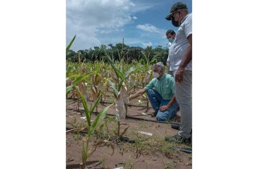 Guyanese farmers cultivated 12,000 acres of corn and soya in 2024