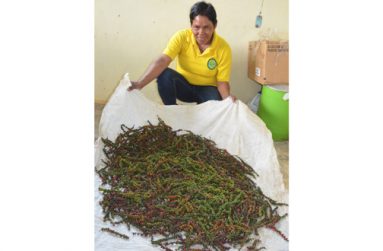Christine Gill displays a black pepper harvest at Hosororo in Region One, which has been designated Guyana’s capital of spices.