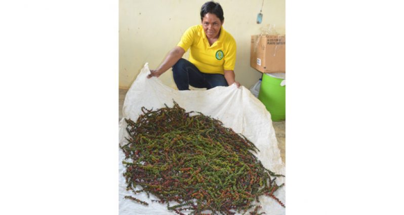 Christine Gill displays a black pepper harvest at Hosororo in Region One, which has been designated Guyana’s capital of spices.