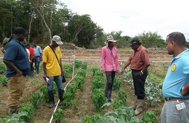 David Apariso (front left) watches as Dr. Homenauth examines the pepper plant