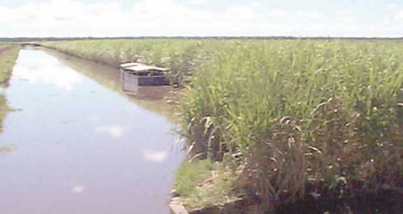 A section of the cane fields at one of Guyana’s sugar estates