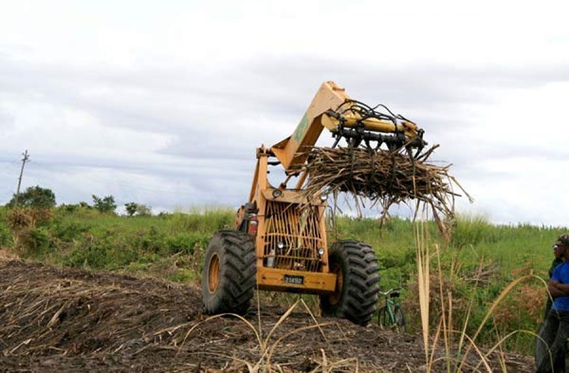 A bell loader harvesting sugar cane