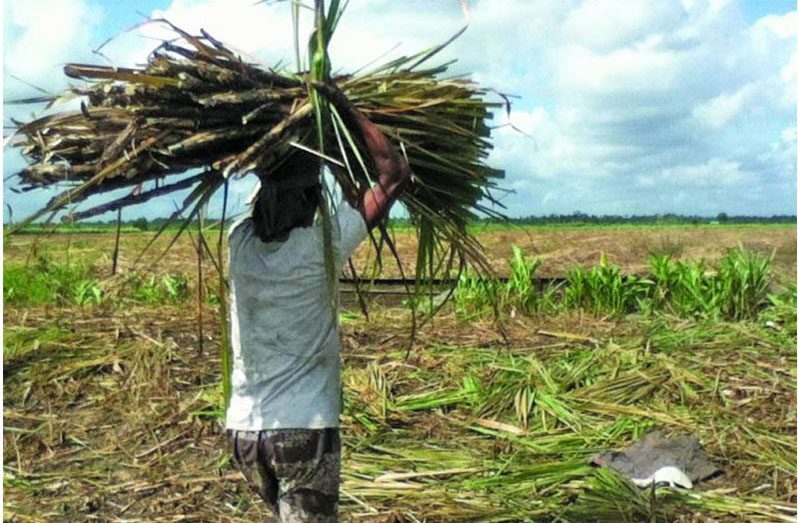 Berbice sugar estates surpass weekly production targets Guyana Chronicle