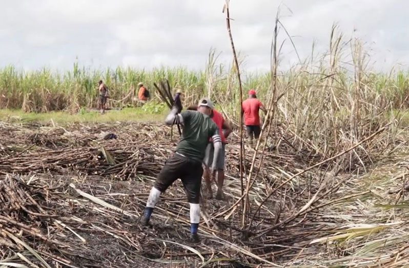 The Guyana Sugar Corporation (GuySuCo), announced that the Albion/Port Mourant Estate and Blairmont Estate surpassed their weekly sugar production targets during the week ending July 29, 2023, by 12 per cent after leveraging good weather conditions over the last seven days