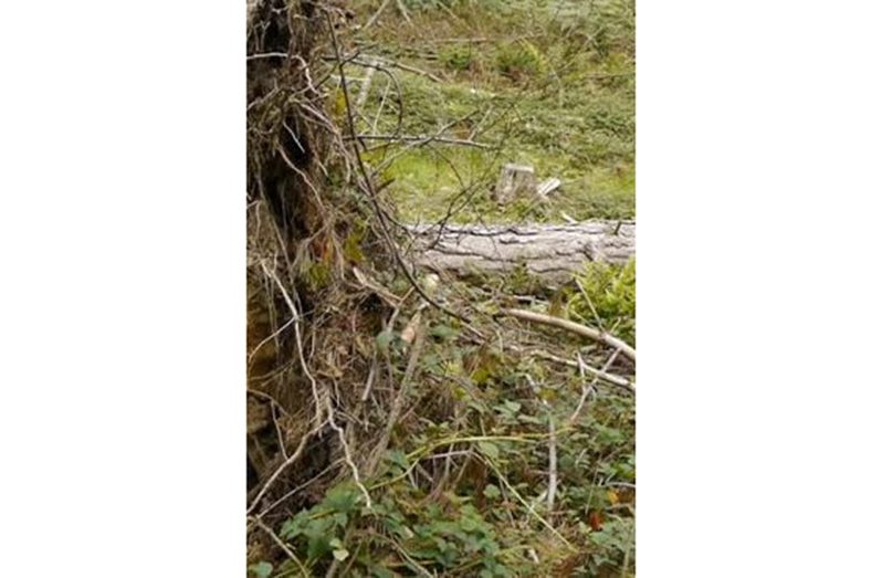 TREE1