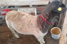 Yvonne Morris’ prized Texana sheep