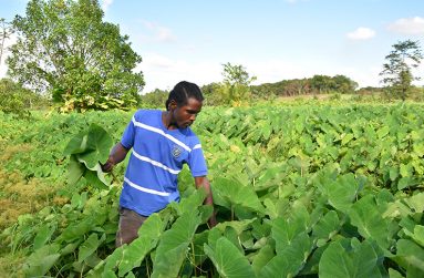 Gladwin Thomas in his eddoe farm in the village of Kuru Kururu