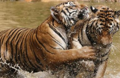 Tigers play at the Tiger Temple in Kanchanaburi province, west of Bangkok, Thailand, February 25, 2016.