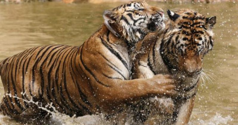 Tigers play at the Tiger Temple in Kanchanaburi province, west of Bangkok, Thailand, February 25, 2016.