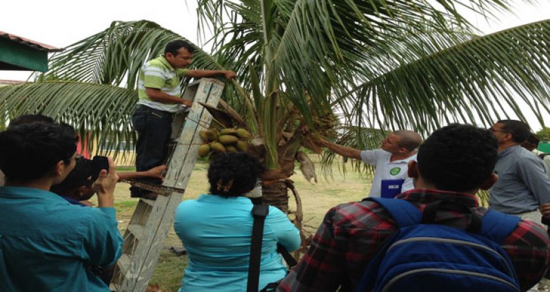 Learning to milk the spathe of a coconut tree for toddy