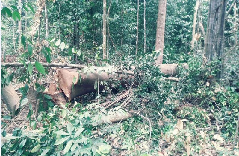 The tree that the chainsaw operator chopped down that caused his death