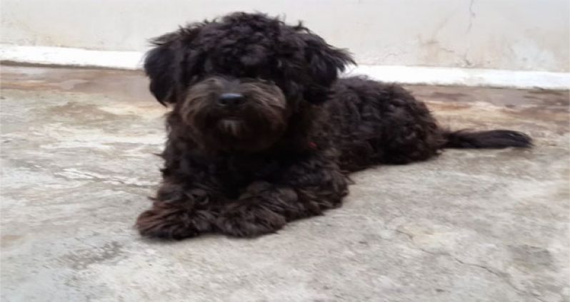 Tuffy, the gone warrior