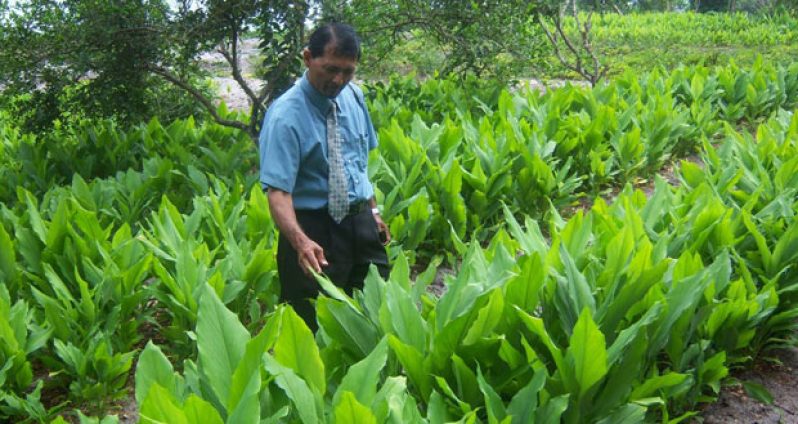 Tumeric cultivated on the Linden- Soesdyke Highway
