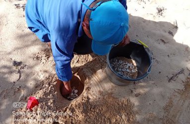 SRCS Ranger Dereck David moving eggs from a nest that was disturbed by a salipenter (Photos sourced from SRCS)