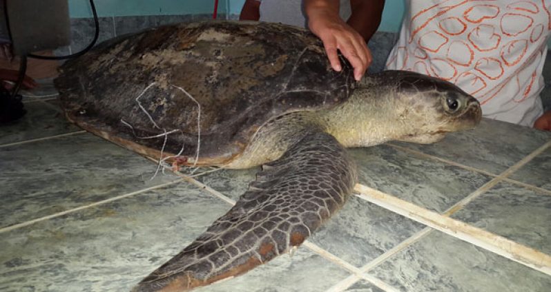 This badly injured Olive Ridley sea turtle had to be ‘put down’ Saturday (Photos by Michel Outridge)