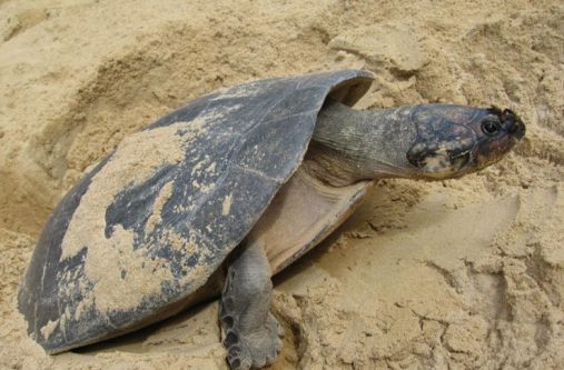 Some of the turtles that will be at the festival