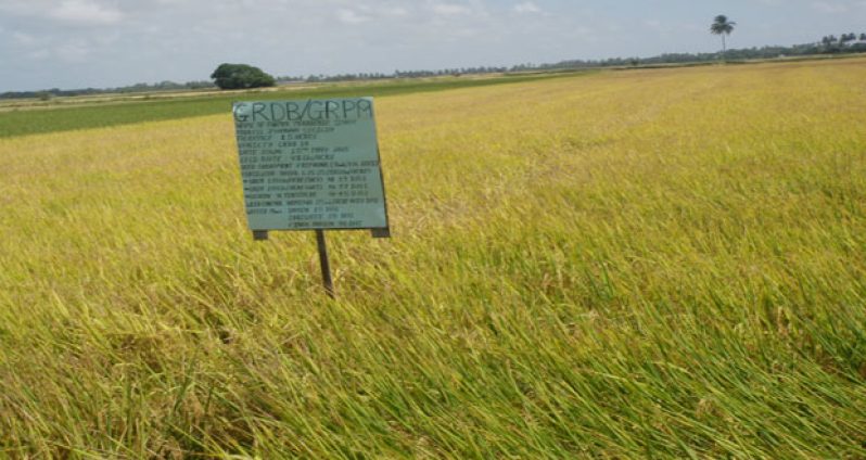 An experimental plot of rice cultivated with the six-point practice system on the Essequibo Coast