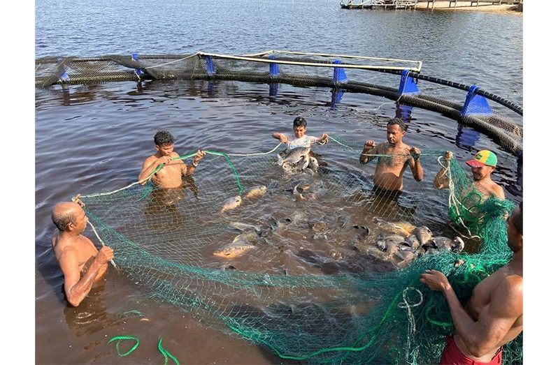 Fish which is harvested from the cage-culture project provide revenue for the village