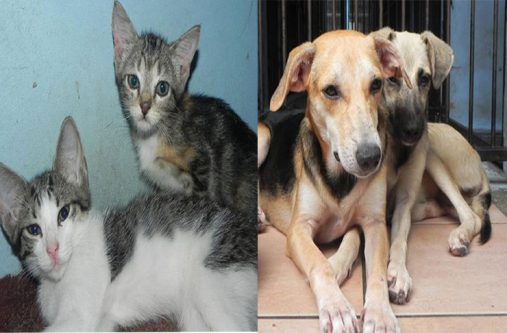 Some of the dogs and cats at the GSPCA