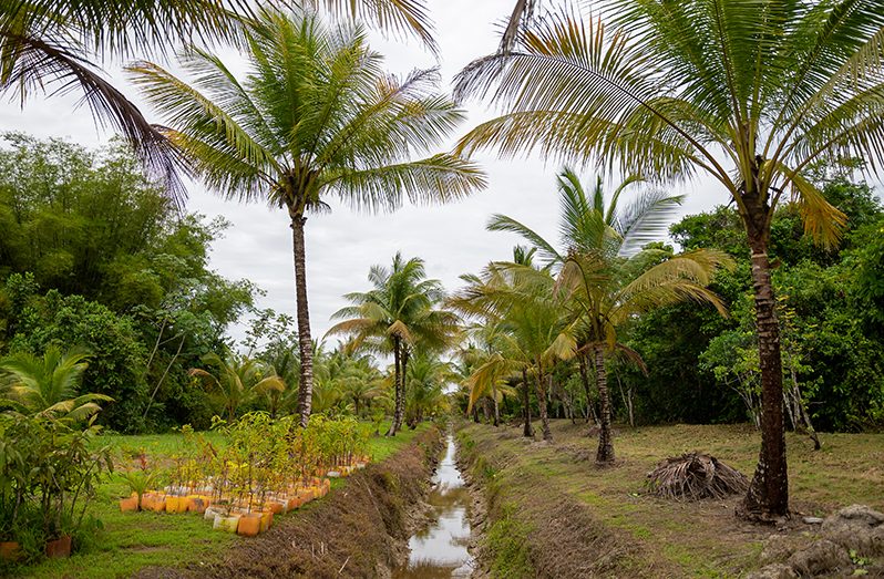 Vast-farmlands-and-other-features-of-life-in-the-Essequibo-Islands-(Delano-Williams-photos)
