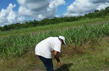 Farmer Rosamond Miller is seen in photos tending to her farm. (Photos compliments of PROPEL )