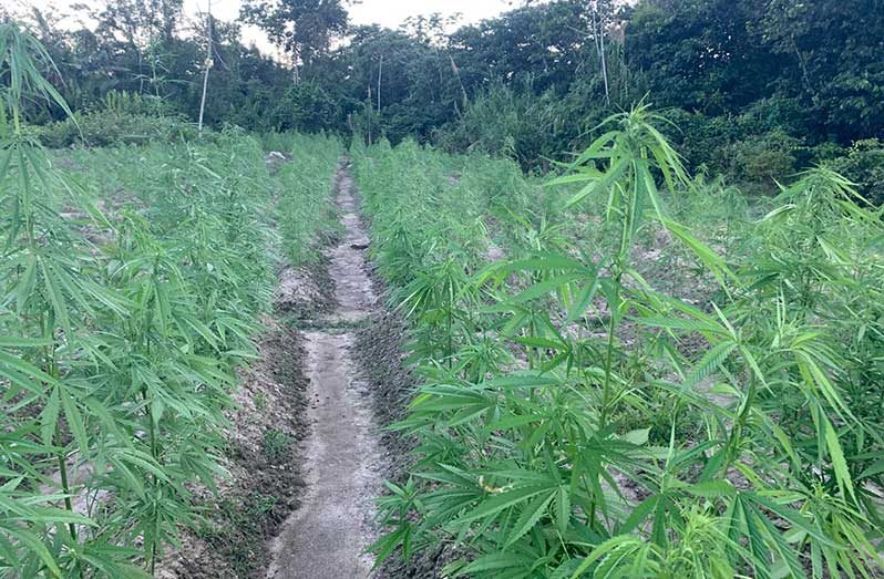 Police ranks destroy suspected cannabis plants, seedlings and a drying camp during a joint eradication exercise at Friendship Sandhill Village and Wiruni Savannah, Upper Berbice River