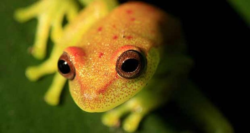 WILD-LIFE-IN-COLOMBIAN-AM-013