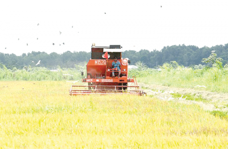 A combine harvester in the process of reaping the fourth rice crop at the Wales Estate (Delano Williams photo)