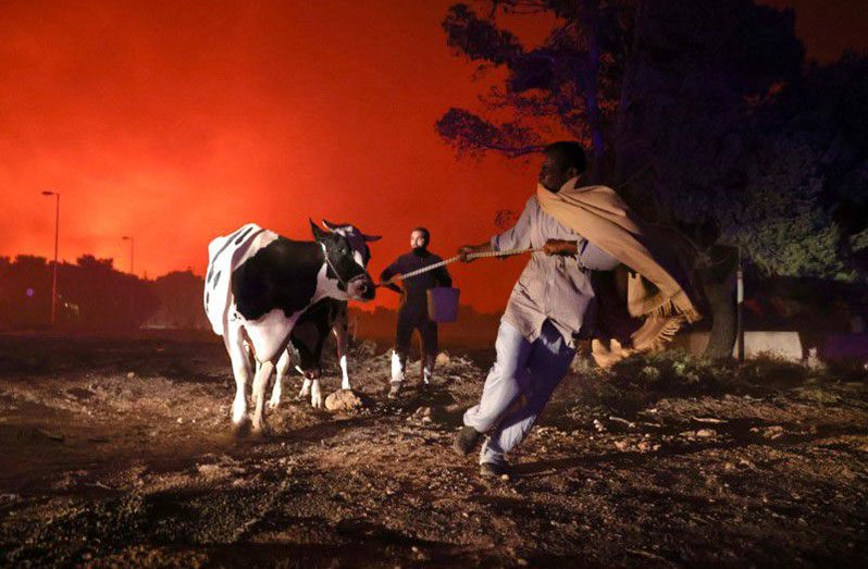 Locals evacuate the area with their animals as a wildfire rage in the suburb of Thrakomakedones, north of Athens, Greece, August 7, 2021 (REUTERS/Giorgos Moutafis)