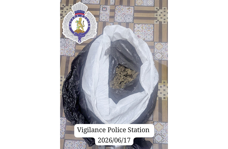The cannabis recovered during an intelligence-led operation at the Bladen Hall Squatting Area, East Coast Demerara