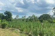 Suspected cannabis plants, dried cannabis and makeshift camp, with a combined estimated value of GY$26,832,112, were destroyed by fire at Wiruni