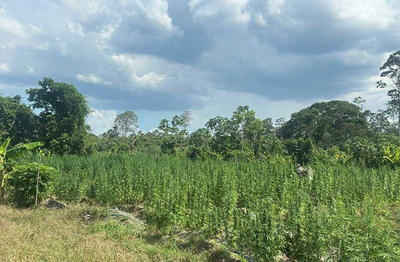 Suspected cannabis plants, dried cannabis and makeshift camp, with a combined estimated value of GY$26,832,112, were destroyed by fire at Wiruni