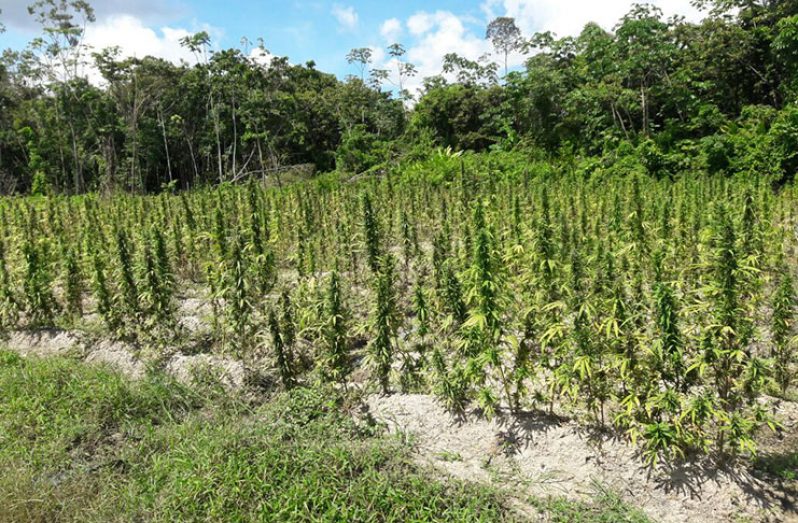 The marijuana field that was found and later destroyed
