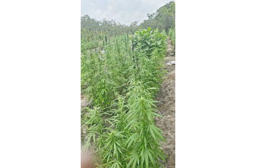 Weed