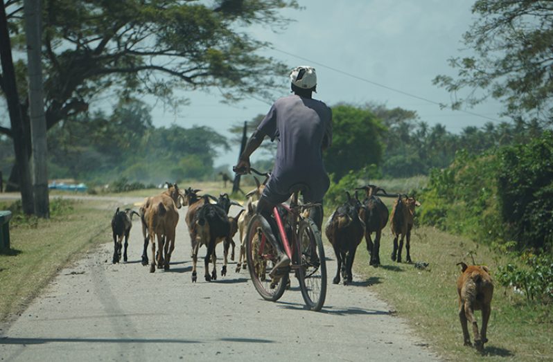 Wellington McPherson on his bicycle, taking his flock of goats to the backlands to graze (Carl Croker photos)