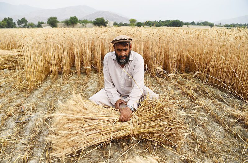 A wheat farmer in Afghanistan (FAO photo)