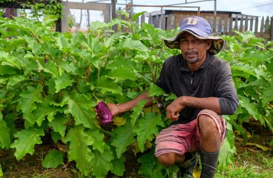 Nicky Brijbasi (pictured here) and his wife
Rajpattie Sahadeo are among the many
farmers who live in Whim Village, East
Berbice -Corentyne (Region Six). In this
photo, Brijbasi proudly showcases his bolounger
plant which forms part of their two
large gardens in the community (Delano
Williams photo)
