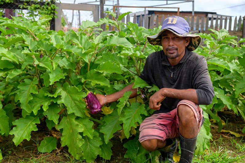 Nicky Brijbasi (pictured here) and his wife
Rajpattie Sahadeo are among the many
farmers who live in Whim Village, East
Berbice -Corentyne (Region Six). In this
photo, Brijbasi proudly showcases his bolounger
plant which forms part of their two
large gardens in the community (Delano
Williams photo)
