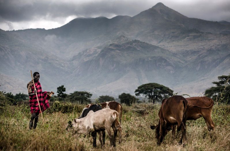 The world needs to address the issues of food security, nutrition and climate together. That’s what makes FAO’s role particularly crucial in providing the necessary training and assessment capacity to governments and lenders on climate-smart livestock management (FAO)